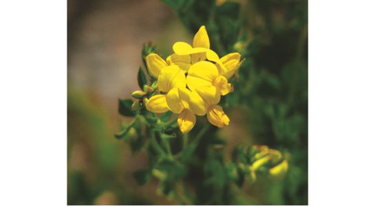 Bird's Foot Trefoil web