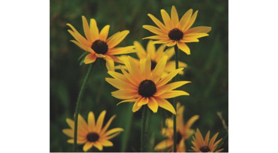 Blac-Eyed-Susan web