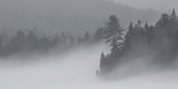 Blowing-Mist web