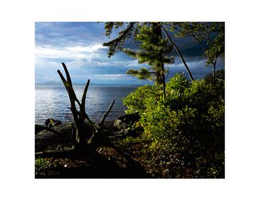 Dark-Stump-web