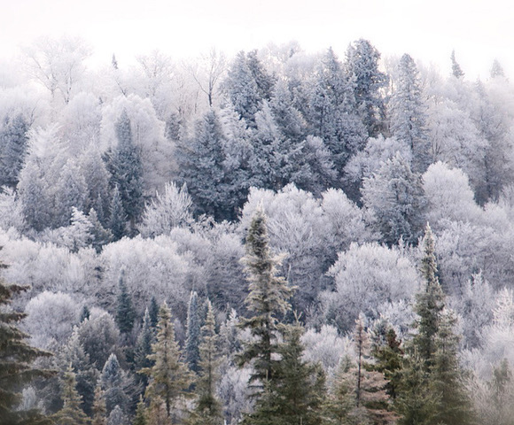Final Hoar Frost