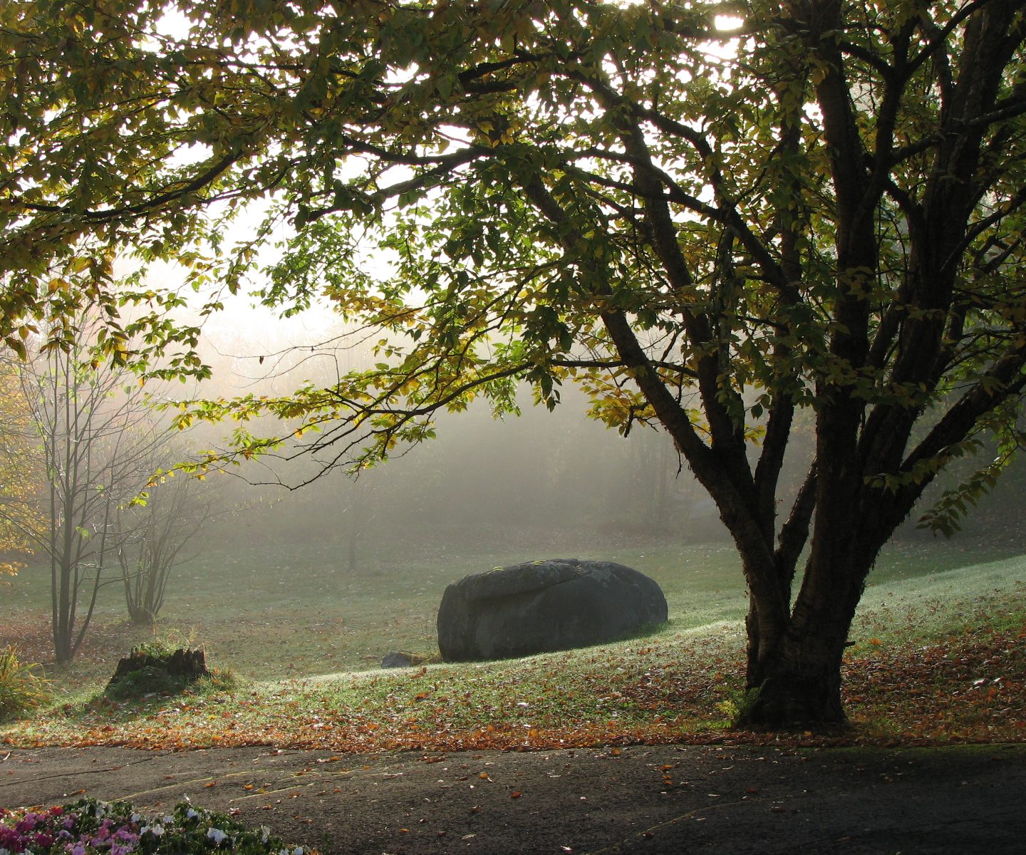 Out of the Mist