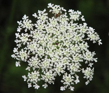 IMG_3285Queen Anne's lace web