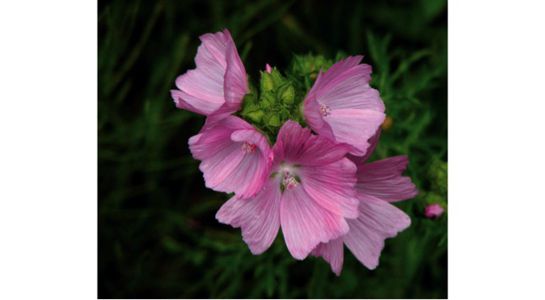 Musk Mallow web