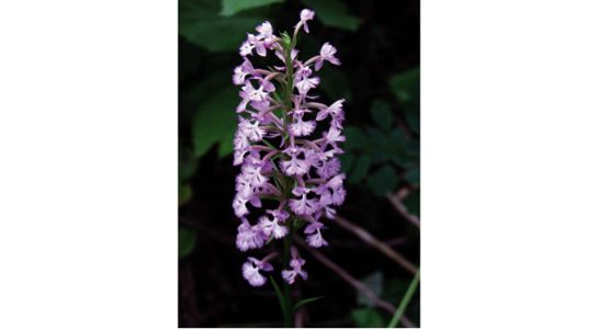 Purple Fringed Orchid web