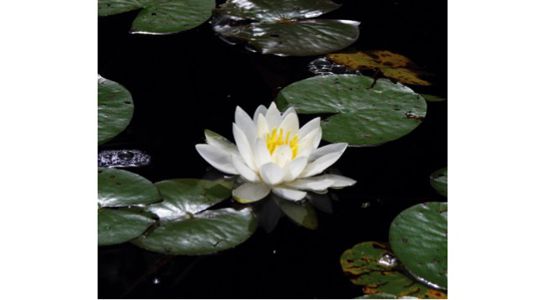 Water Lily web