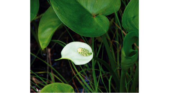 Wild Lily web