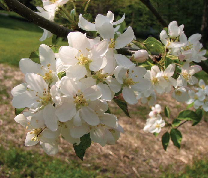Apple Blossoms