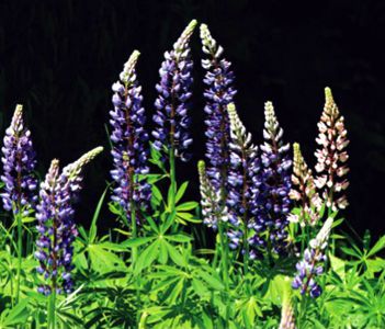 lupins. webjpg